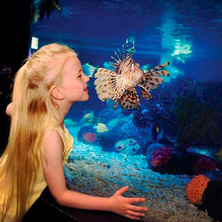 Entrada al acuario SEA LIFE Dallas 2