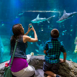 Entrada al acuario SEA LIFE Dallas 4