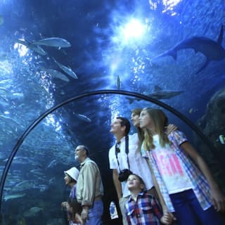 Loro Parque: Entrada 32