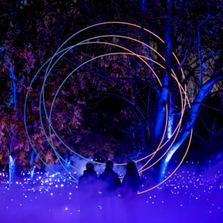 Light Cycles: A glowing night walk through nature, light, and sound 3