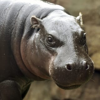 Loro Parque: Entrada 36