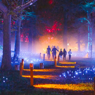 Light Cycles: A glowing night walk through nature, light, and sound 4