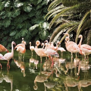 Loro Parque: Entrada 37