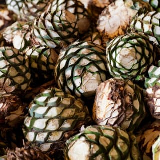 Distilleria di tequila José Cuervo: tour da Guadalajara 4