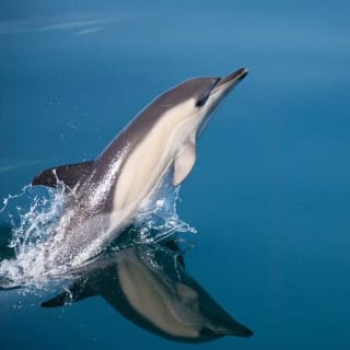 Aventura de avistamiento de delfines en la bahía de Estepona 1