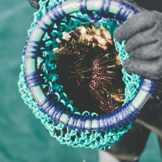 Deep-to-Dish: Tasmanian Seafood Experience  12