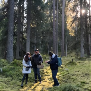Mushroom Hunting in a National Park 4