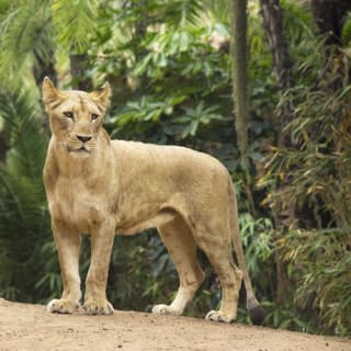 Loro Parque: Entrada 53