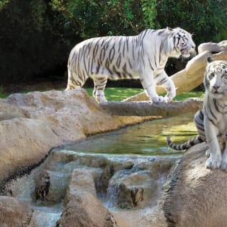 Loro Parque: Entrada 55