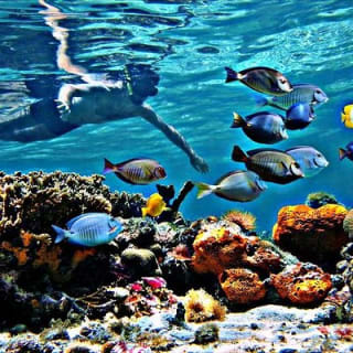 Reef Snorkel et Ocean Paddle Adventure à Fort Lauderdale Beach 4