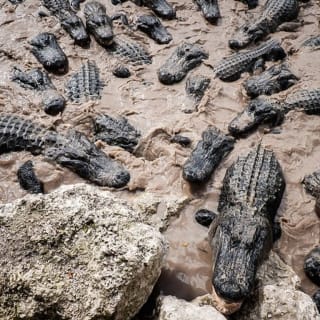 Everglades Airboat & Wildlife Show & Roundtrip Transport from Miami 2