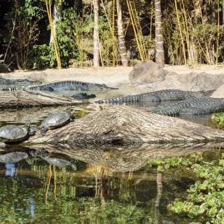 Loro Parque: Entrada 63
