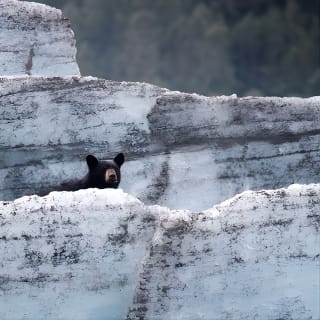 Bears, Trains & Icebergs Tour 1