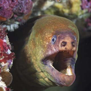 Full-Day Scuba Diving Charter to Goat Island Marine Reserve from Warkworth 2