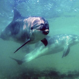 Full-Day Scuba Diving Charter to Goat Island Marine Reserve from Warkworth 3