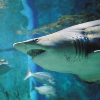 Shark Dive Xtreme at SEA LIFE Melbourne 3