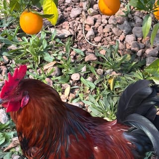 Soller Valley Walk with Orange Farm Visit 50