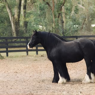 Visita a pie a la Granja de caballos Gypsy Gold 4