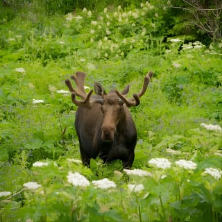 Alaska Wildlife Tour 7