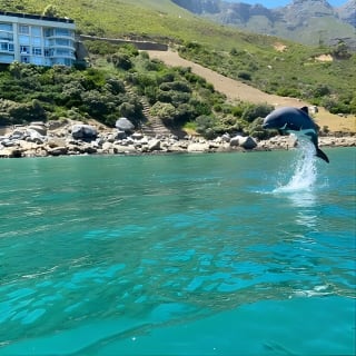 Guided Kayaking in Hout Bay 5
