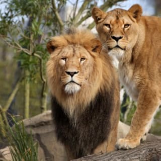ARTIS Amsterdam Koninklijke Dierentuin & Groote Museum: Skip-the-Line Entree Ticket 1