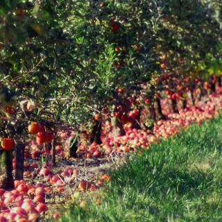 From Manhattan: Fall Apple Picking & Pumpkin Patch Visit Day Trip 5