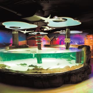 Shark Dive Xtreme at SEA LIFE Melbourne 2