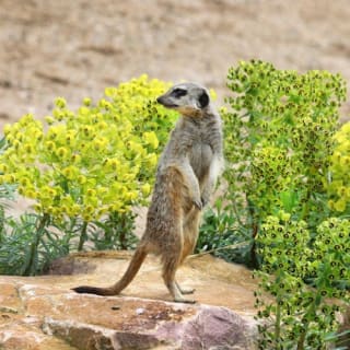 ARTIS Amsterdam Koninklijke Dierentuin & Groote Museum: Skip-the-Line Entree Ticket 2