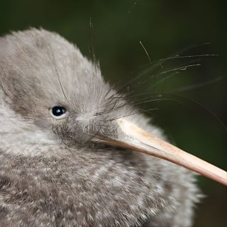 Zealandia Pequeño Grupo Eco Wildlife Night Tour 1