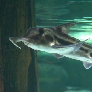 Shark Dive Xtreme at SEA LIFE Melbourne 6