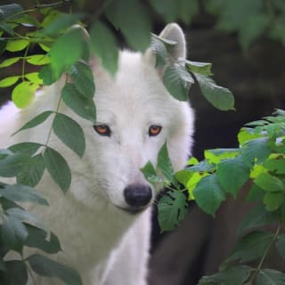 ARTIS Amsterdam Koninklijke Dierentuin & Groote Museum: Skip-the-Line Entree Ticket 5