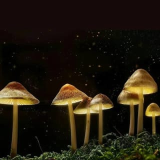 The Science of Magic Mushrooms 1