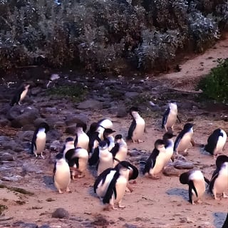 Phillip Island Penguins, Wine Tasting and Dinner from Melbourne 9