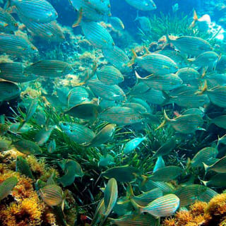 Cruises and diving on the Côte d'Azur 2