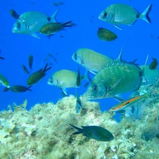 Cruises and diving on the Côte d'Azur 4