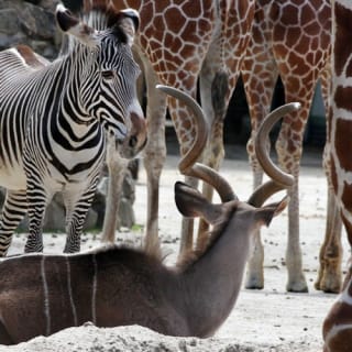 ARTIS Amsterdam Koninklijke Dierentuin & Groote Museum: Skip-the-Line Entree Ticket 9