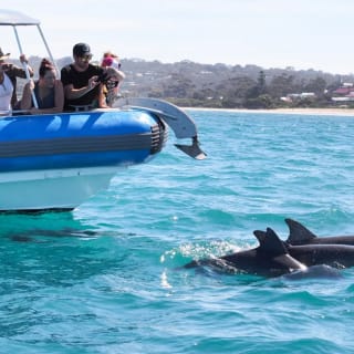 Seal Island Boat Tour from Victor Harbor 1