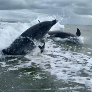 Dolphin Tours - Fort Myers Beach / Naples 3