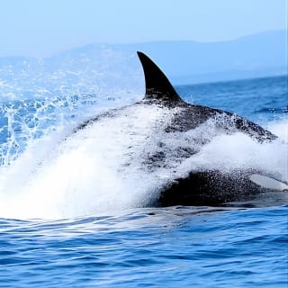 Ultimate Marine Whale & Wildlife Tour 5