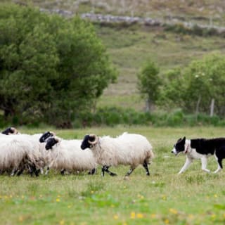 Wicklow y Glendalough: Excursión de un día desde Dublín 3