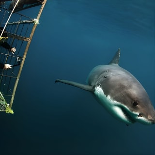 Shark Explorers 1