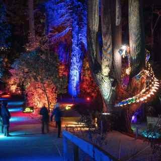 LUMA Enchanted: A Whimsical Sensory Night Walk 3