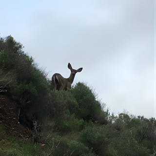 3-Hour Kayaking and Hiking in California’s Central Coast 26