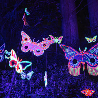 LUMA Enchanted: A Whimsical Sensory Night Walk 4