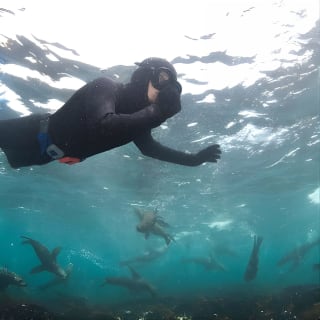 Seal Snorkeling with Animal Ocean in Hout Bay 8