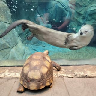Downtown Aquarium Denver: Entry Ticket 5