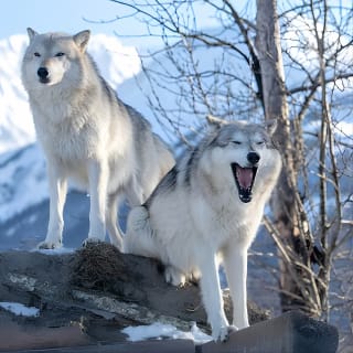 Ultimate Anchorage Winter Wildlife & Sunset Tour 2
