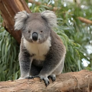 Phillip Island Penguins, Wine Tasting and Dinner from Melbourne 10