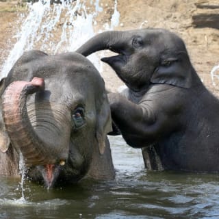 ARTIS Amsterdam Koninklijke Dierentuin & Groote Museum: Skip-the-Line Entree Ticket 20