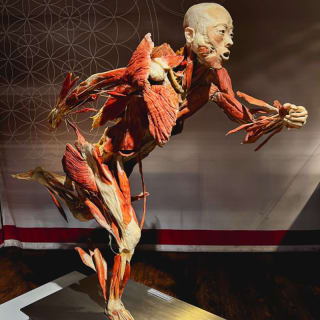 Real Bodies : un voyage à travers l'expérience humaine 6